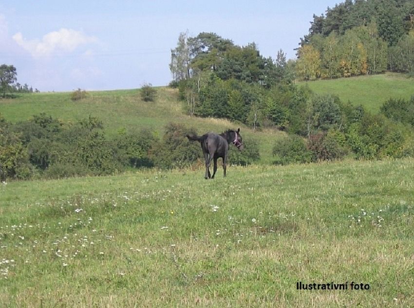 Prodej louky 104699 m²