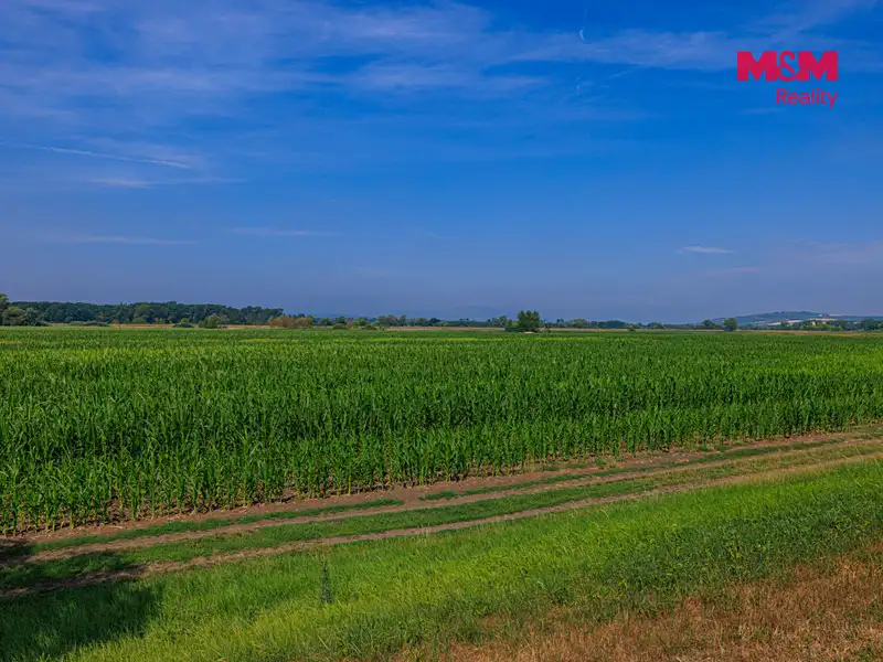 Prodej pole 9227 m², Podivín – náhled fotky 3