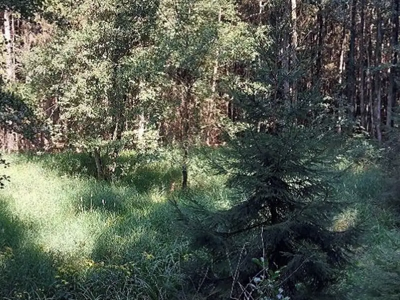 Dražba lesa 2840 m², Pelhřimov – náhled fotky 1