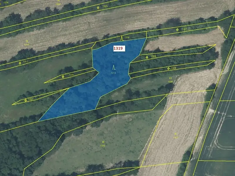 Dražba lesa 2439 m², Suchdol nad Odrou – náhled fotky 2