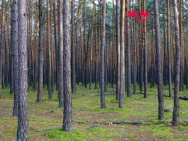 Prodej lesa 6740 m², Kralovice – fotka 1 z 3