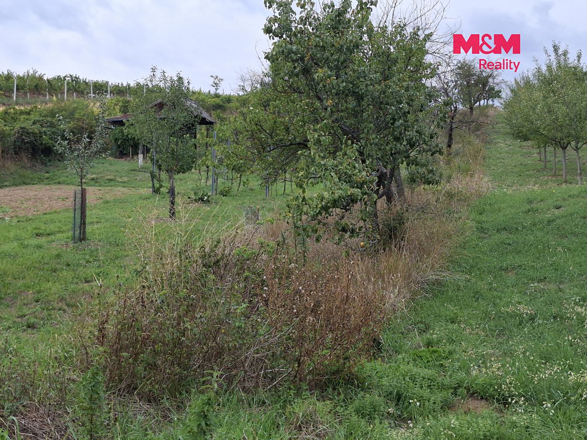 Prodej sadu, vinice 610 m² – fotografie 4