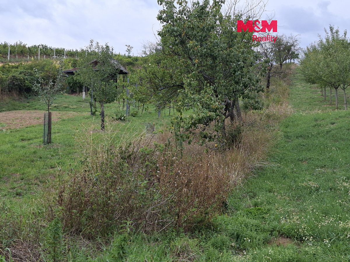 Prodej sadu, vinice 610 m²