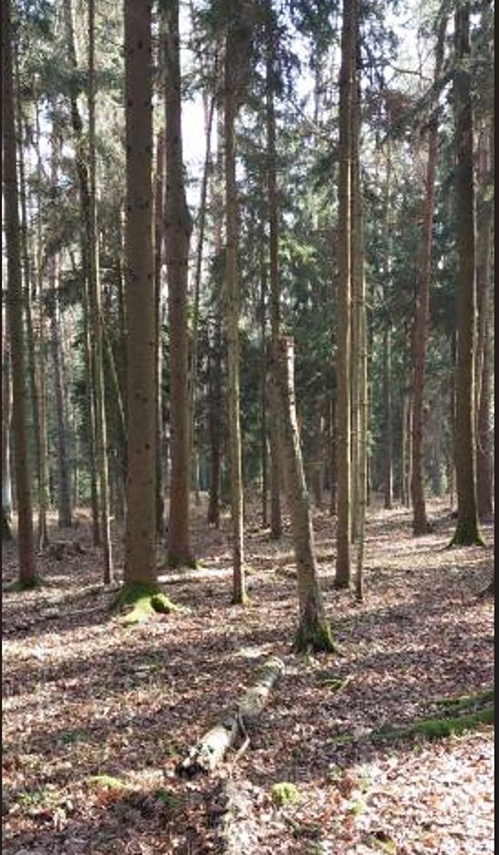 Prodej lesa 12572 m²