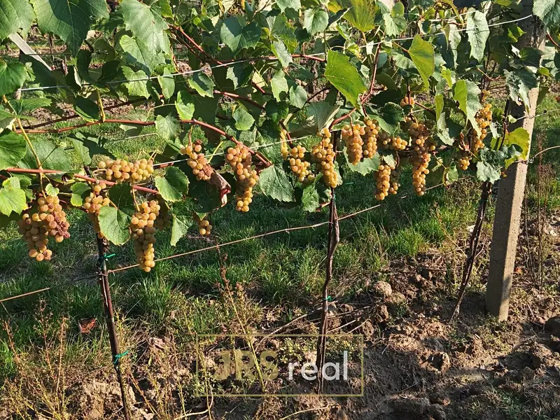 Prodej sadu, vinice 3399 m², Mutěnice – náhled fotky 2