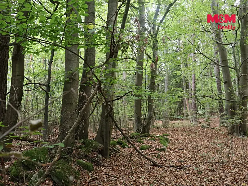 Prodej lesa 1762 m², Chanovice – náhled fotky 2