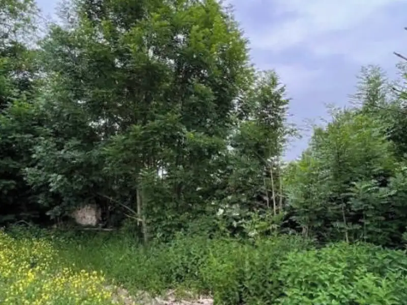 Dražba stavebního pozemku 331 m², Tištín – náhled fotky 3