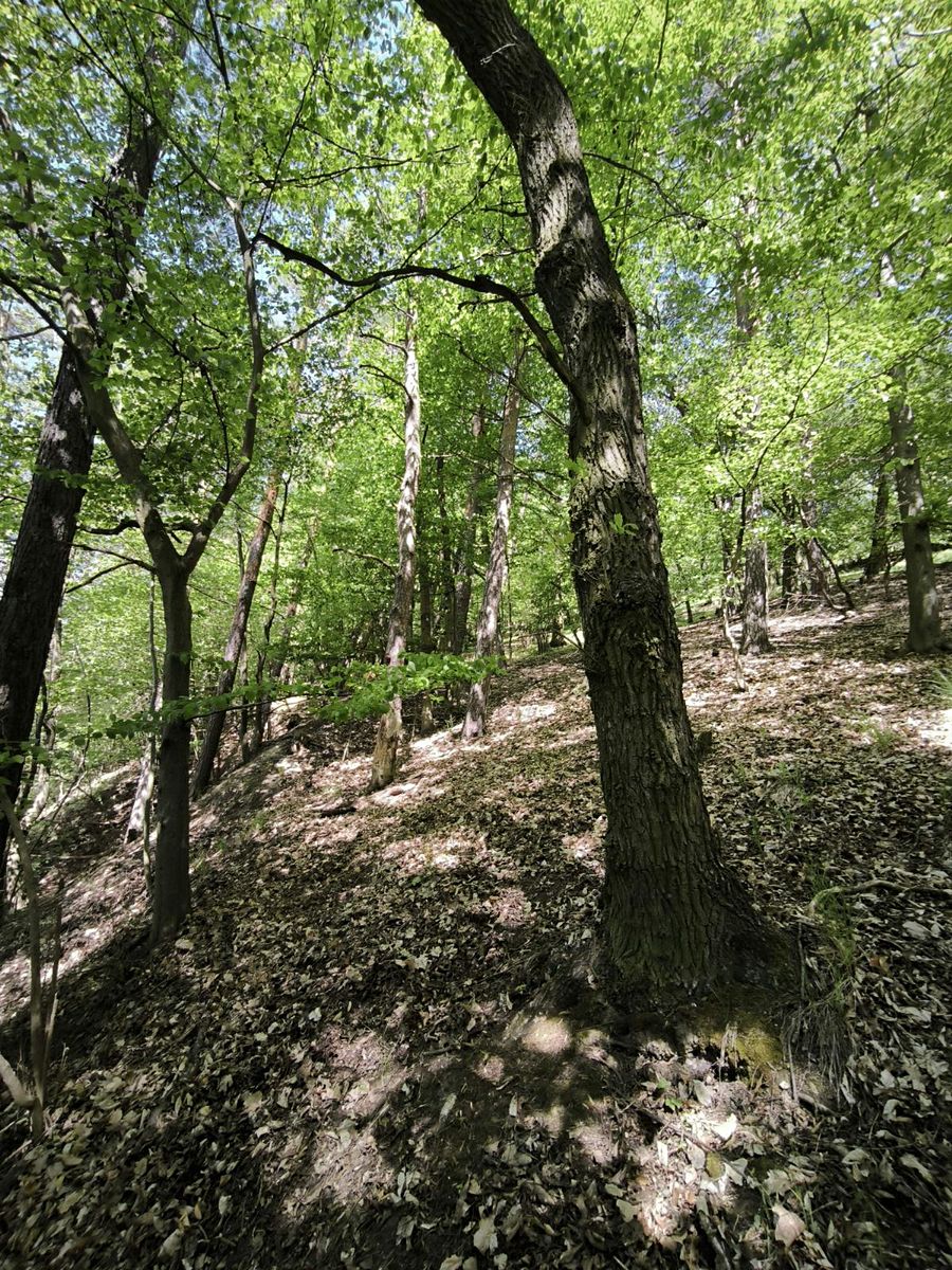 Prodej lesa 1410 m² – fotografie 2