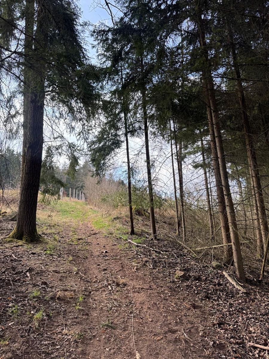 Prodej lesa 4730 m² – fotografie 2