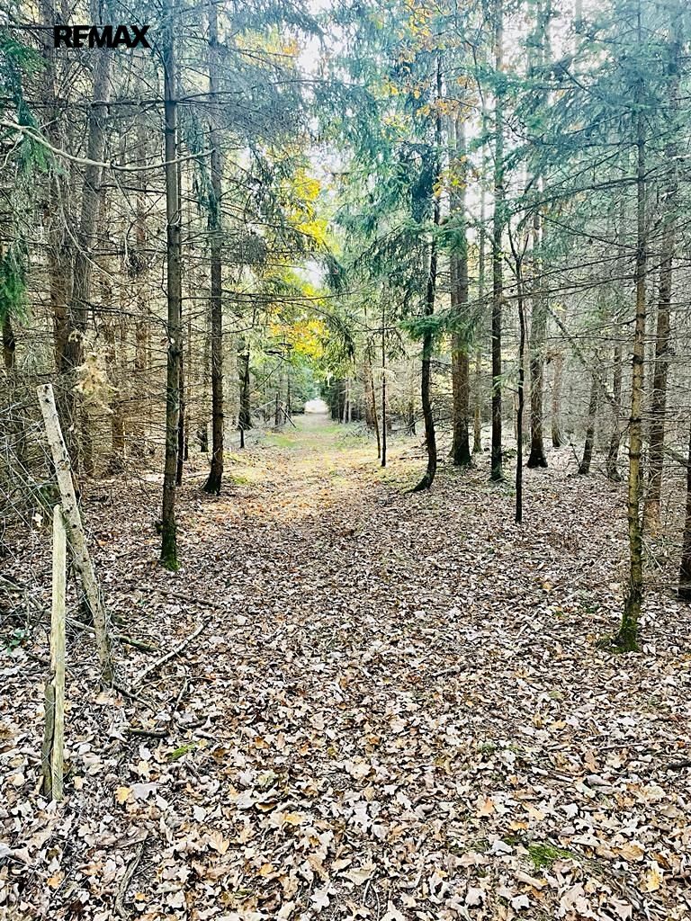 Prodej lesa 1919 m² – fotografie 3