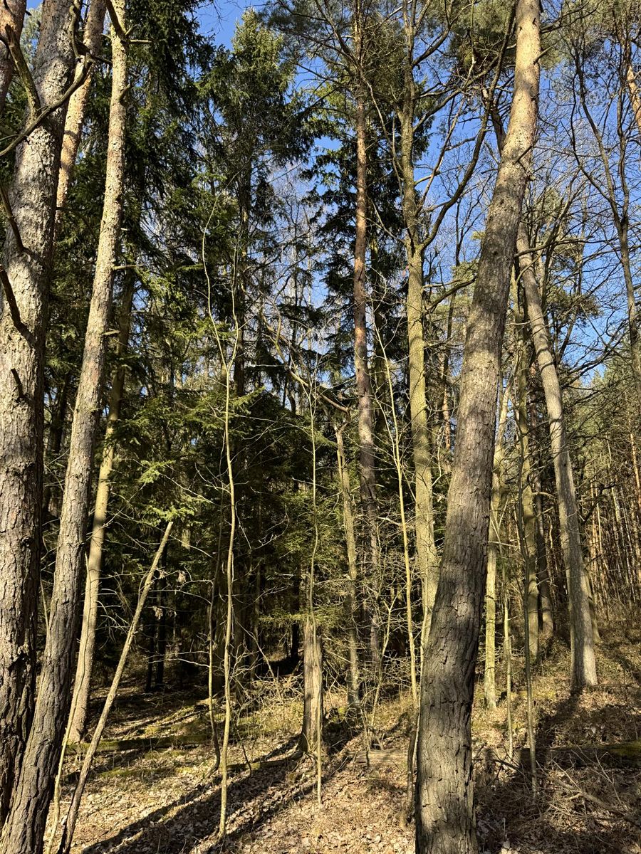 Prodej lesa 3491 m²