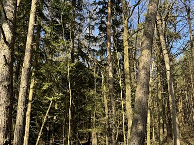 Prodej lesa 3491 m²
