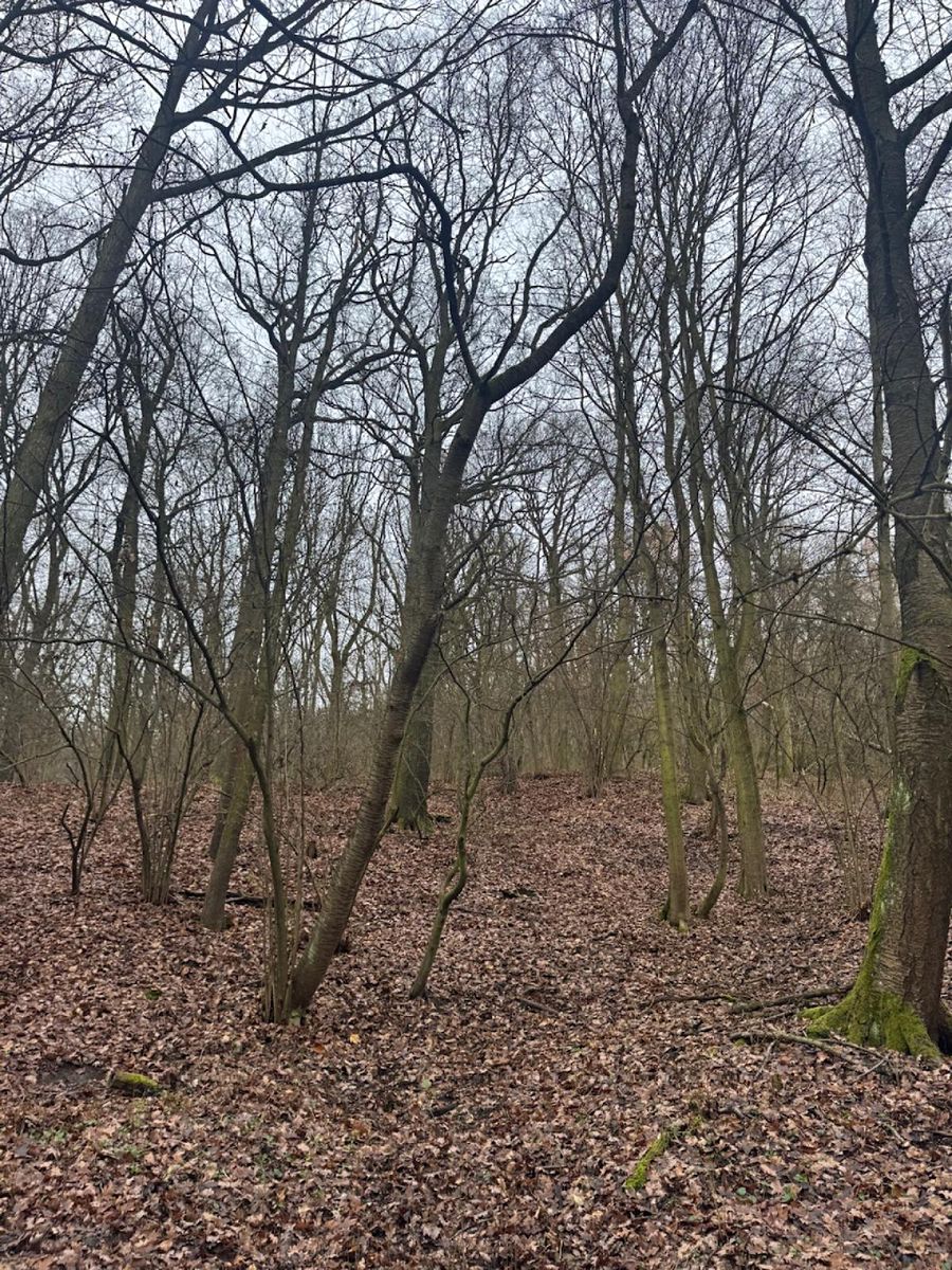 Prodej lesa 36788 m² – fotografie 3