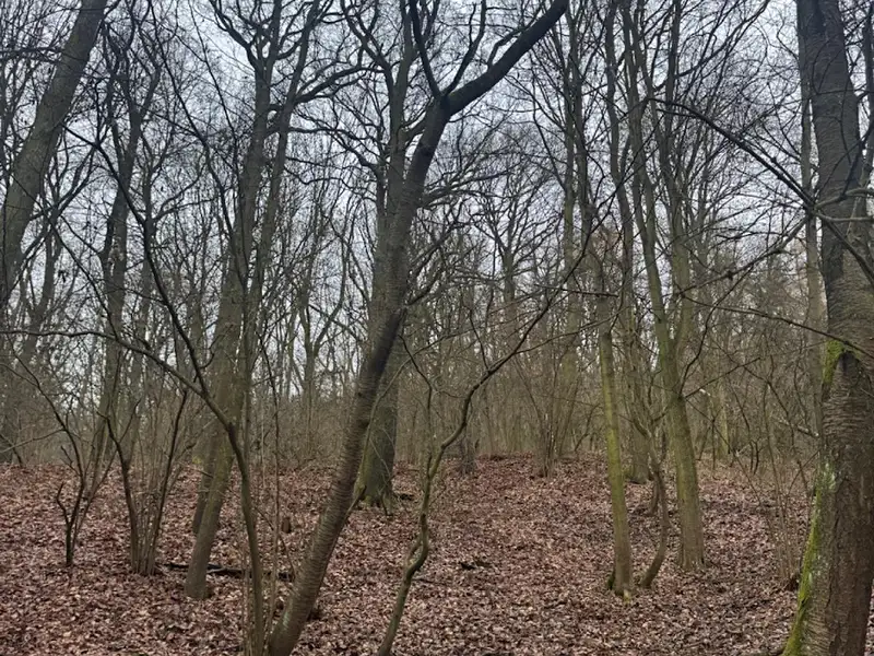 Prodej lesa 36788 m², Ústí nad Labem – náhled fotky 3