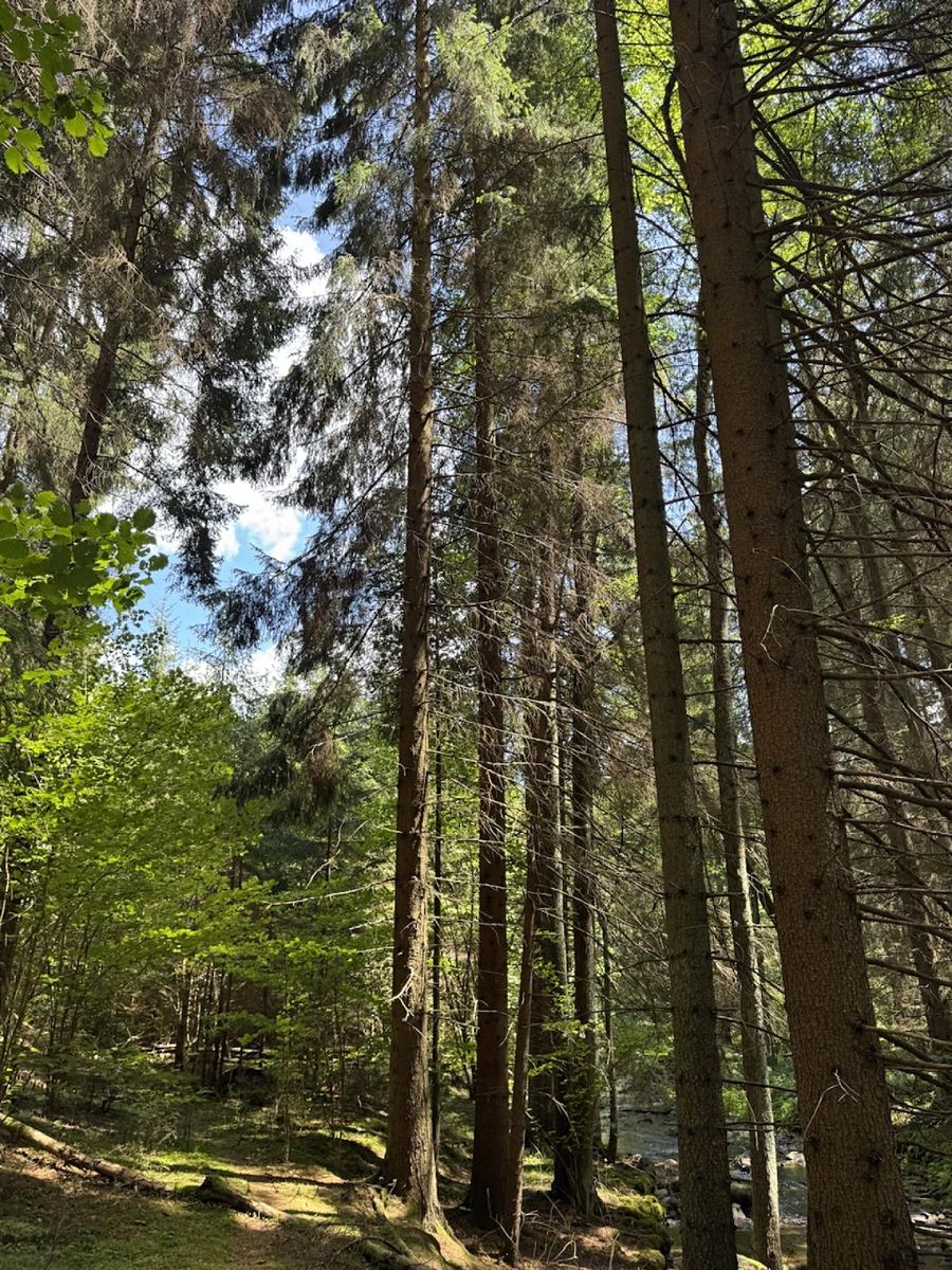 Prodej lesa 6930 m² – fotografie 2