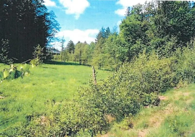 Prodej lesa 14570 m², Pohled – náhled fotky 1