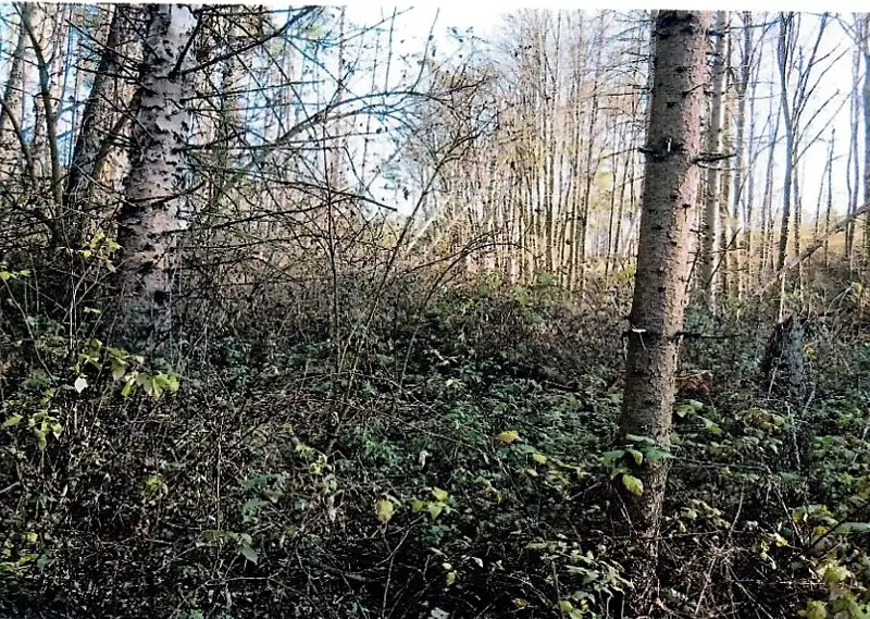 Prodej lesa 4743 m², Vladislav – náhled fotky 3