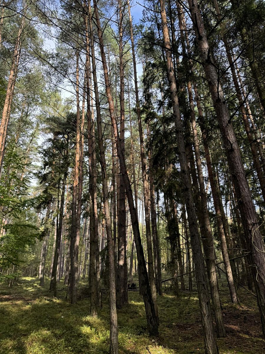 Prodej lesa 20955 m²