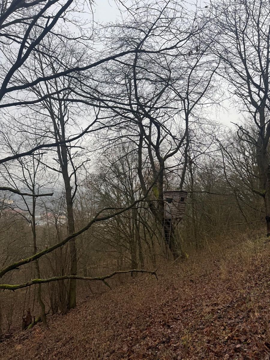 Prodej lesa 36788 m² – fotografie 4