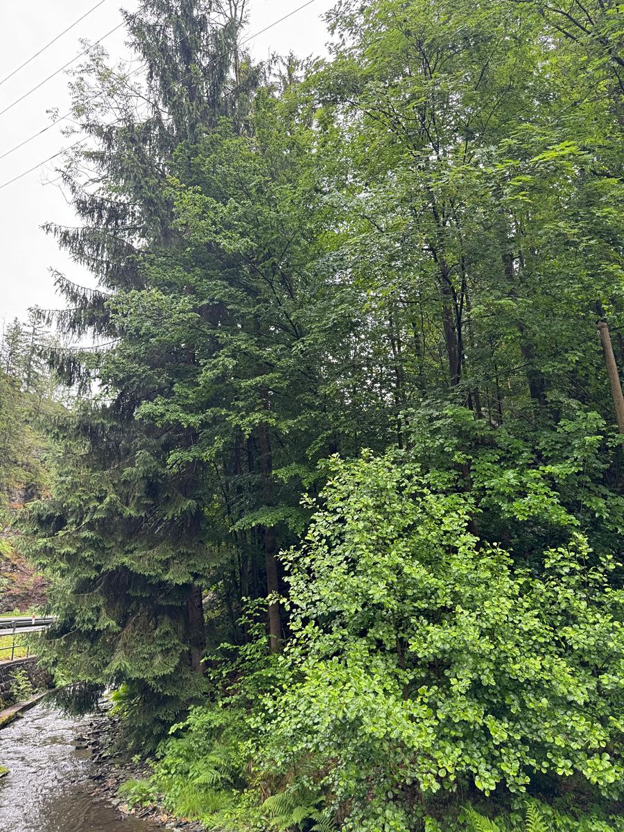 Prodej lesa 18900 m²