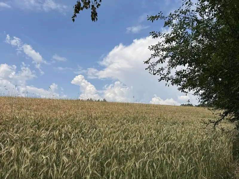 Prodej pole 8401 m², Jedlí – náhled fotky 1