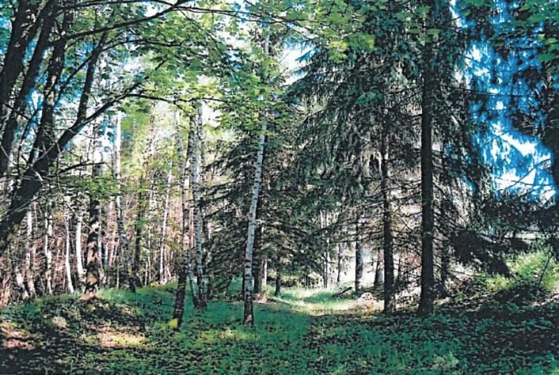 Prodej lesa 1714 m²