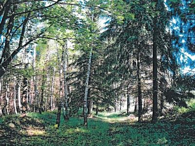 Prodej lesa 1714 m²