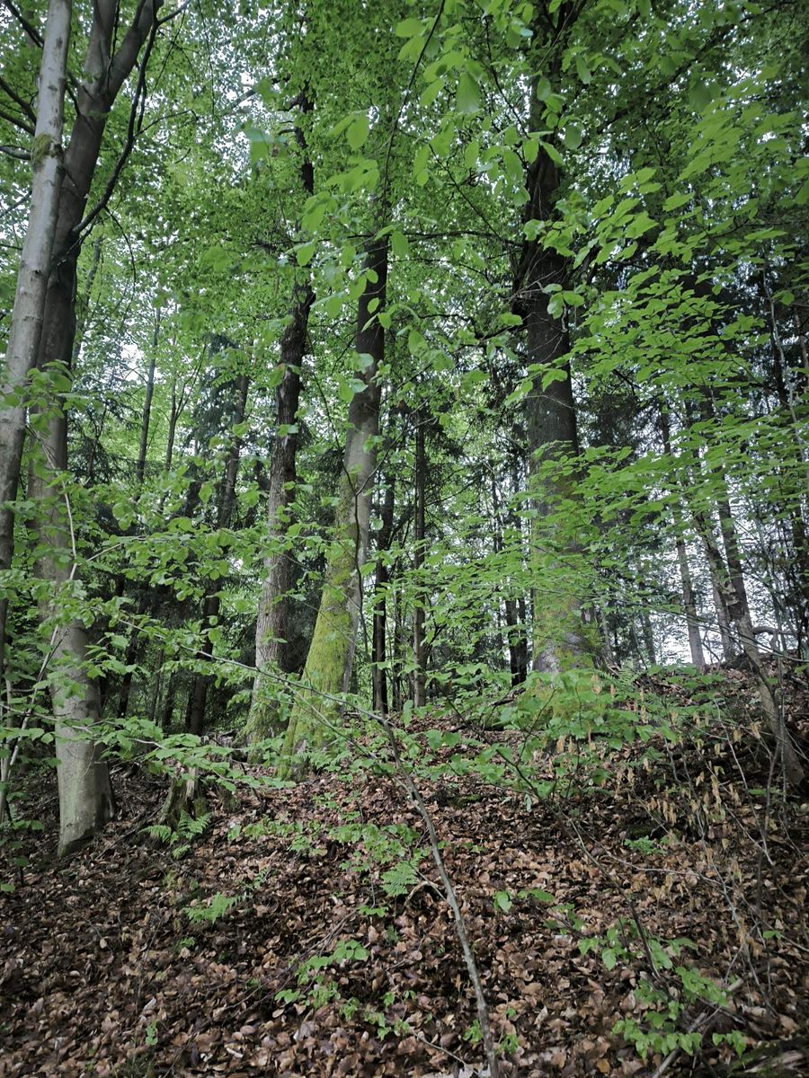 Prodej lesa 31882 m² – fotografie 2