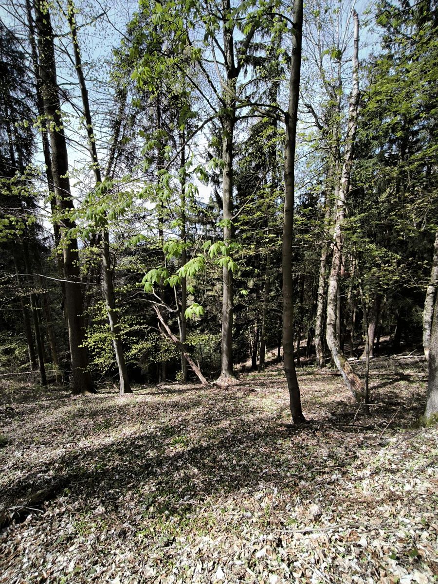 Prodej lesa 12043 m² – fotografie 2