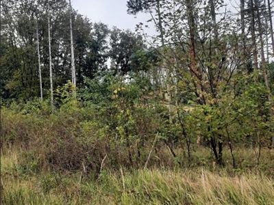 Prodej lesa 4743 m²