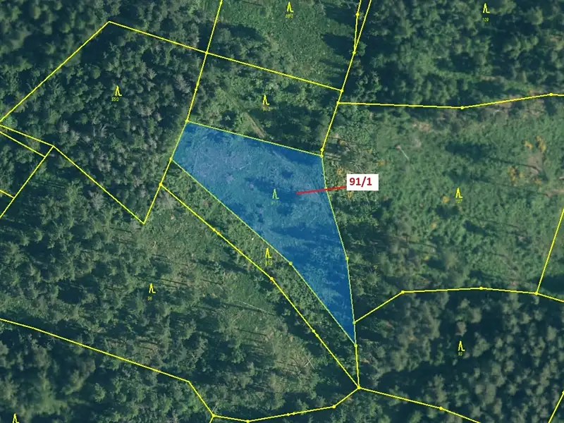 Dražba lesa 3251 m², Pačejov – náhled fotky 2