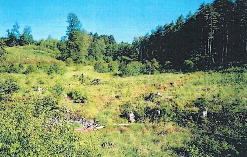 Prodej lesa 8906 m²