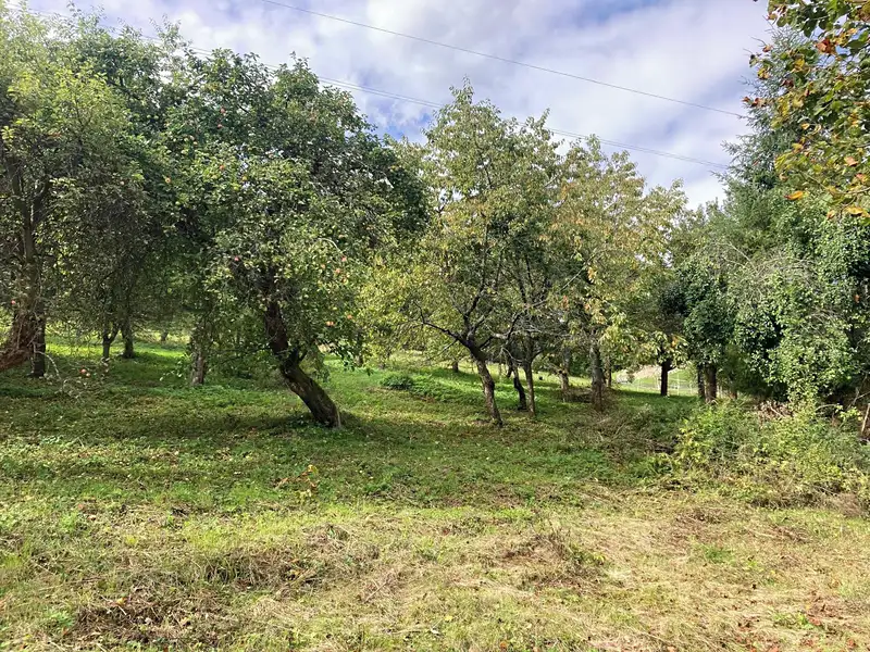 Prodej stavebního pozemku 1132 m², Plavy – náhled fotky 2