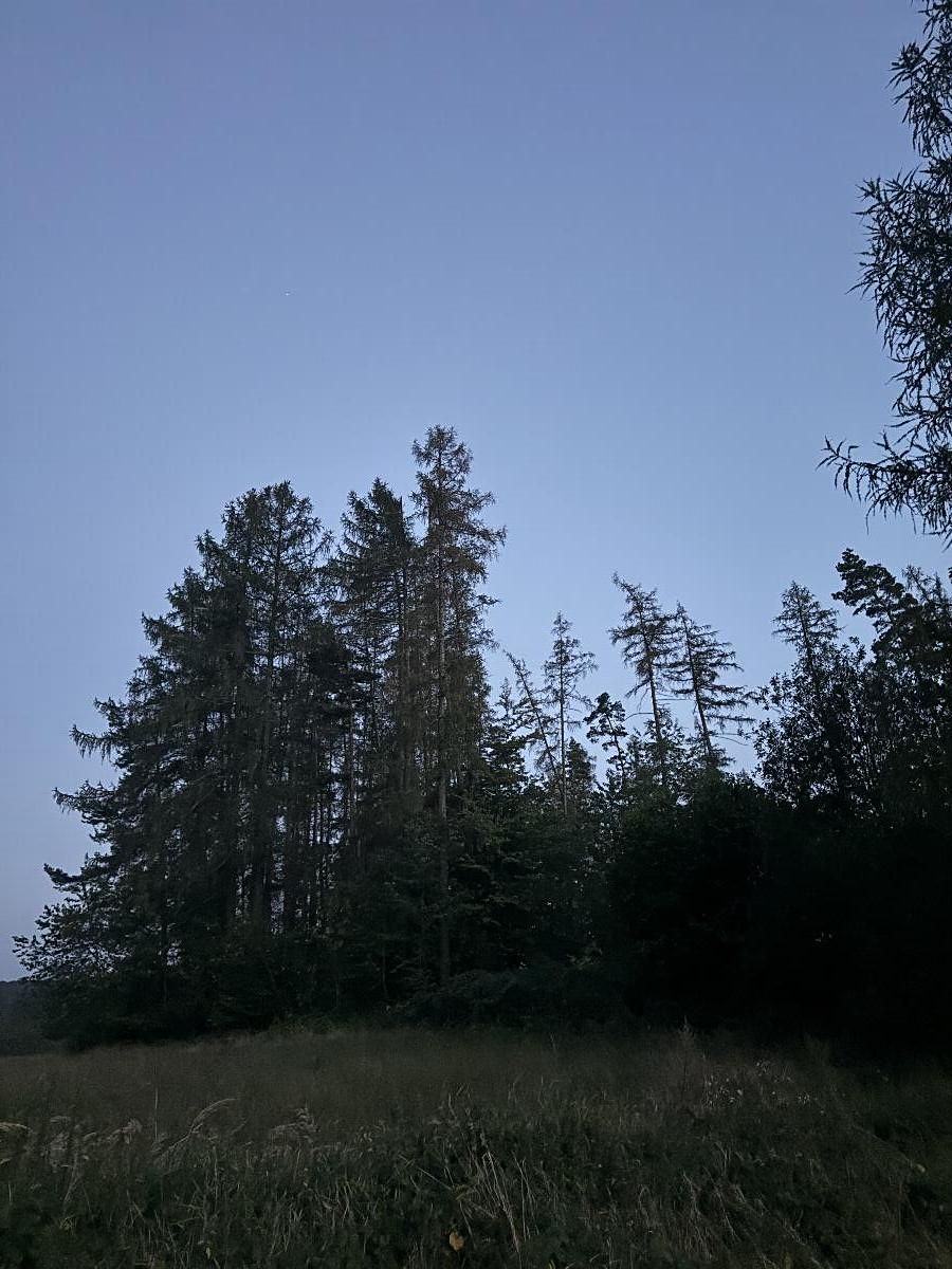 Prodej lesa 7493 m²