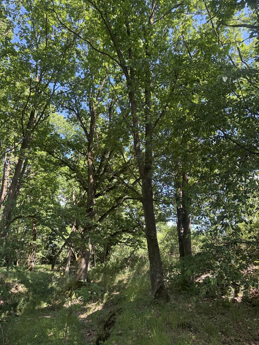 Prodej lesa 1243 m²