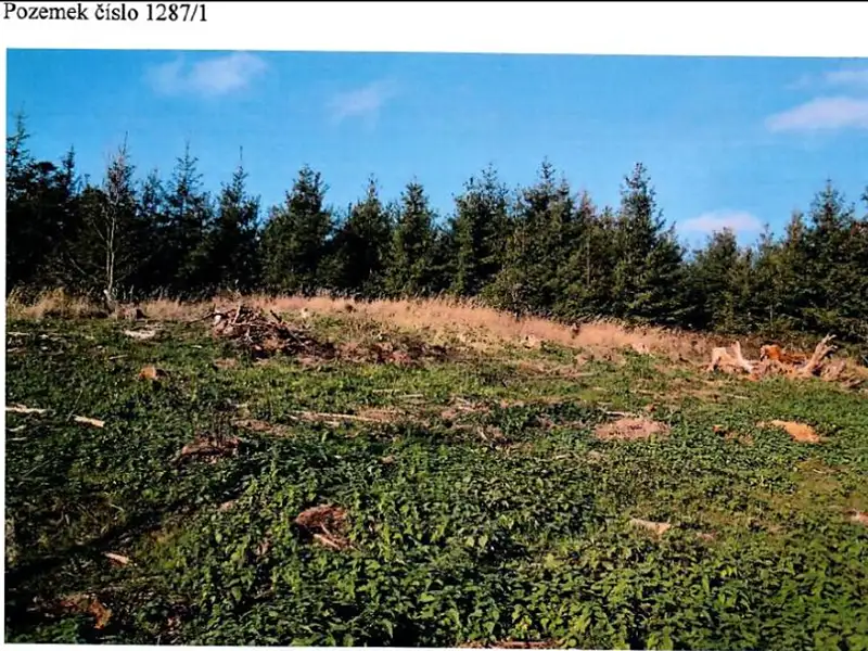Prodej lesa 11904 m², Vladislav – náhled fotky 2