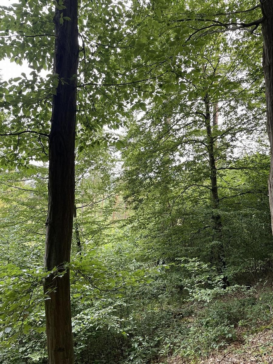 Prodej pozemku 14508 m² – fotografie 3