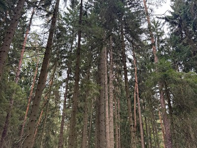 Prodej podílu 1/8  lesa 2 894 m²