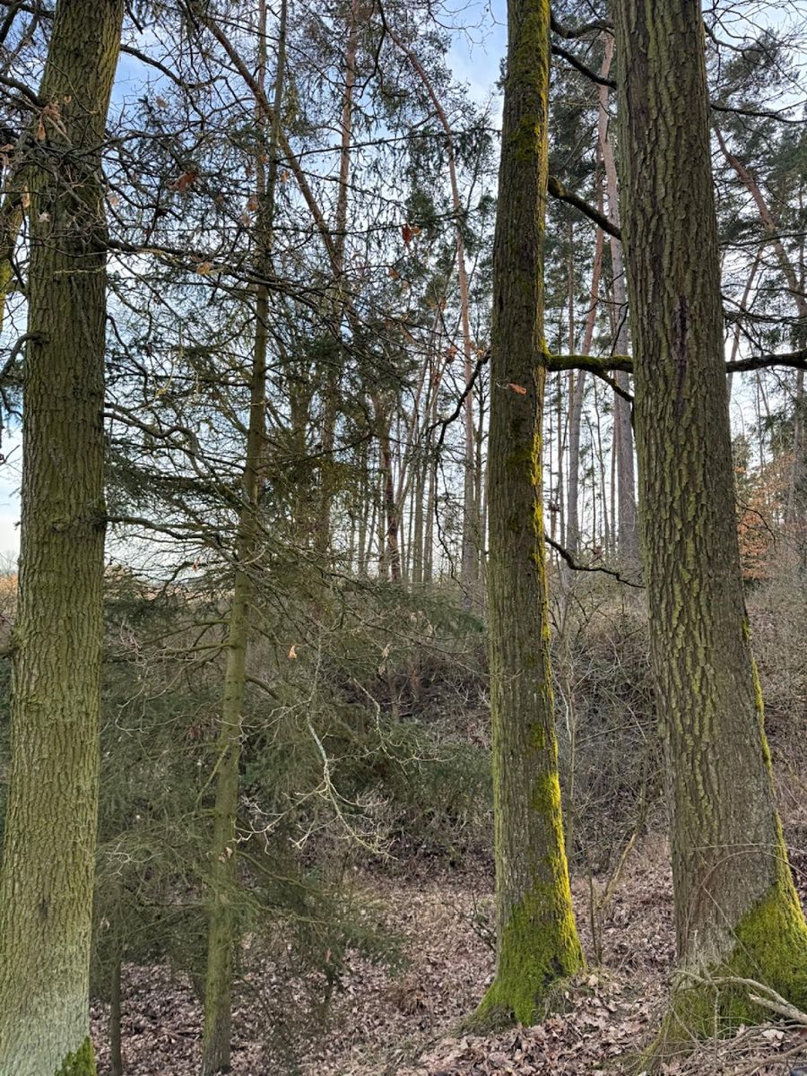 Prodej lesa 8497 m² – fotografie 3