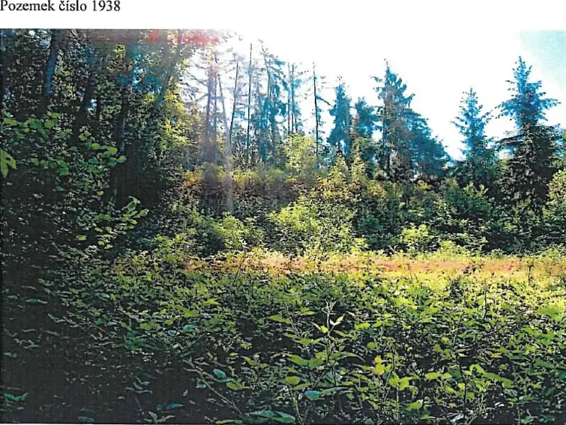 Prodej lesa 1237 m², Chotěboř – náhled fotky 1