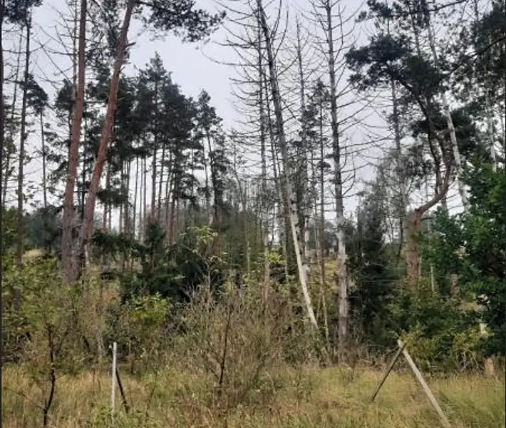 Prodej lesa 4743 m², Vladislav – náhled fotky 2