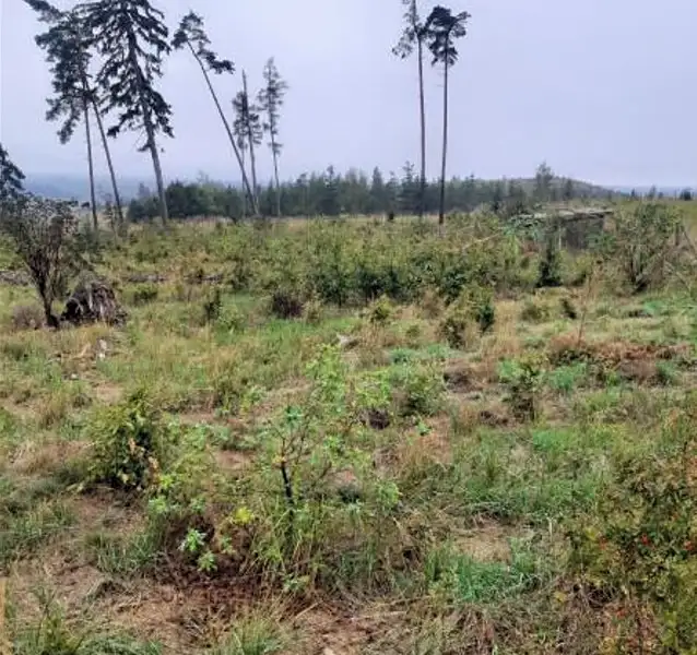 Prodej lesa 9412 m², Vladislav – náhled fotky 1
