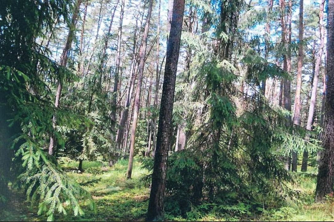 Prodej lesa 9629 m²