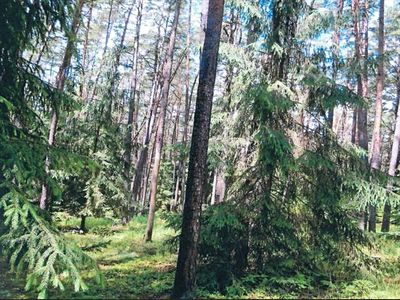 Prodej lesa 9629 m²