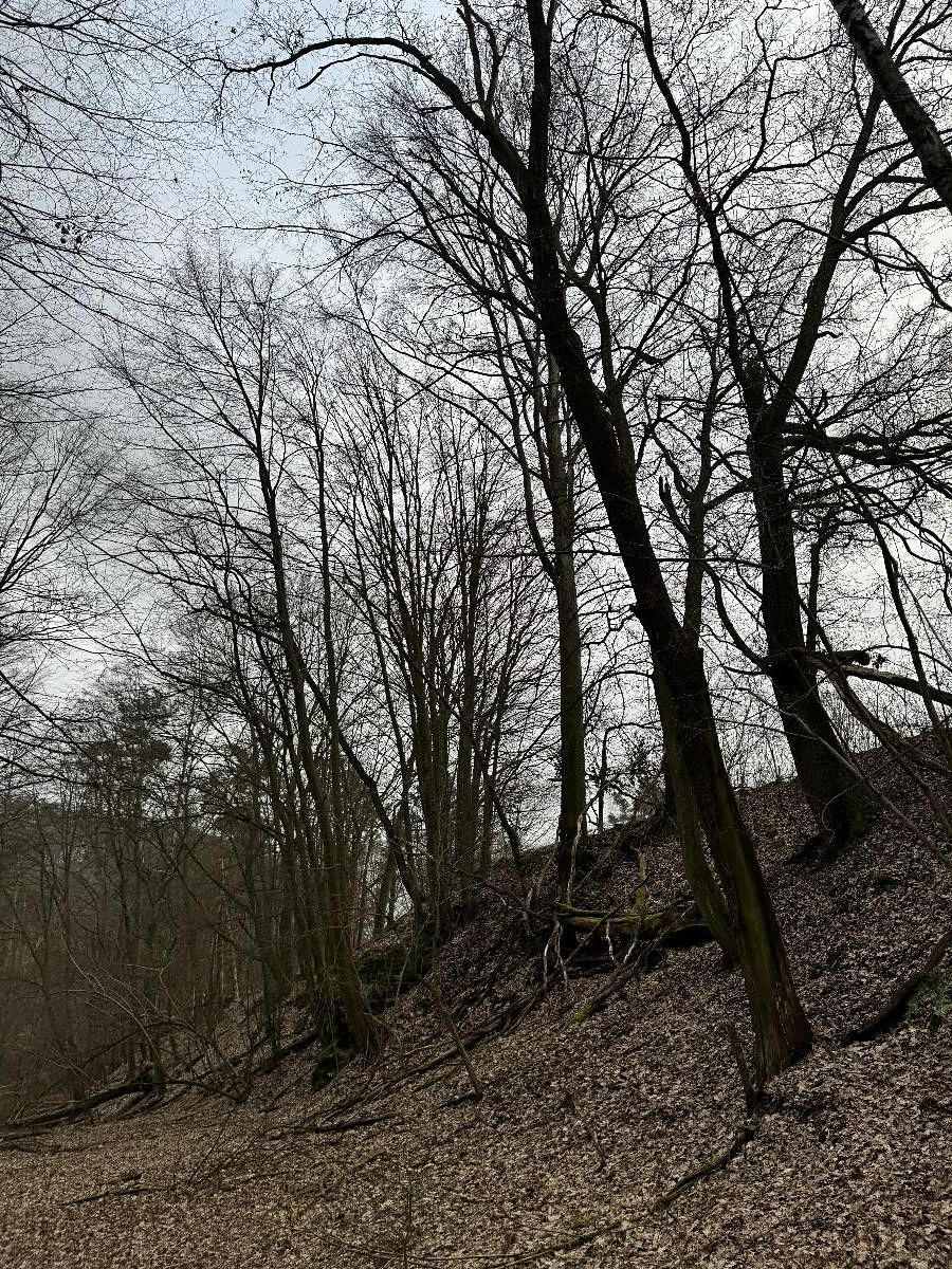 Prodej lesa 7168 m² – fotografie 2