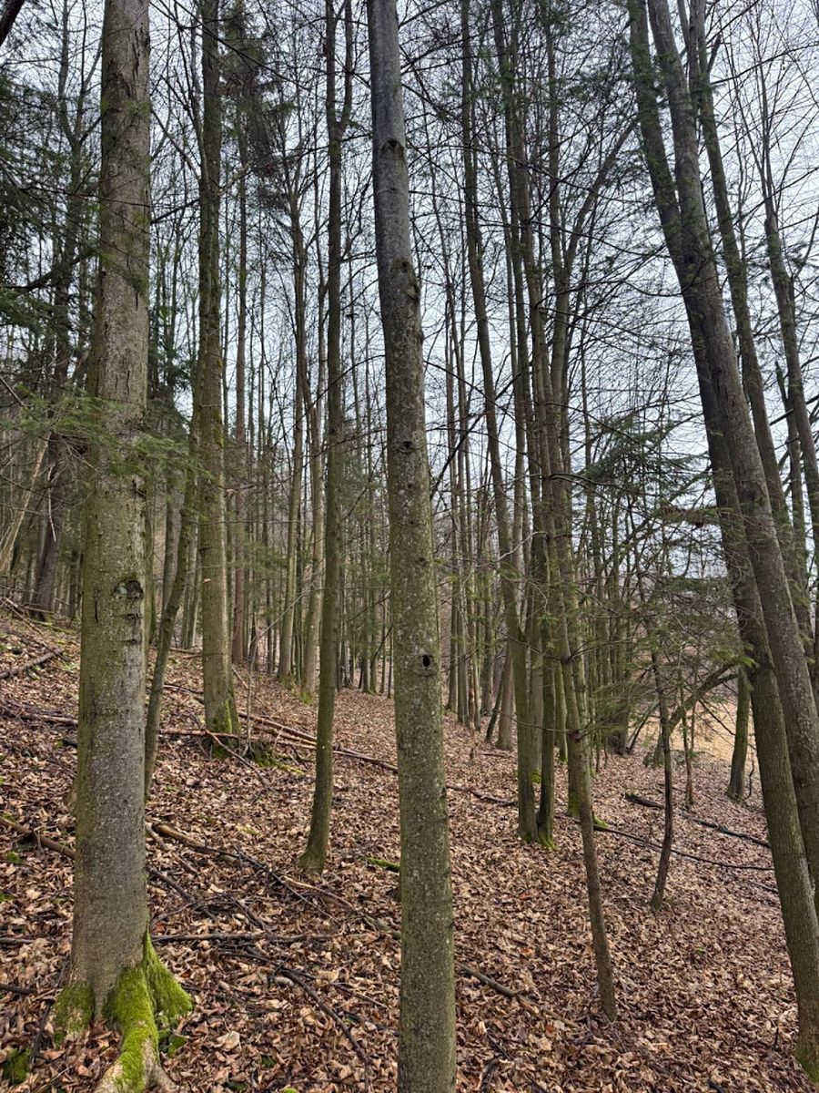 Prodej lesa 16650 m² – fotografie 4