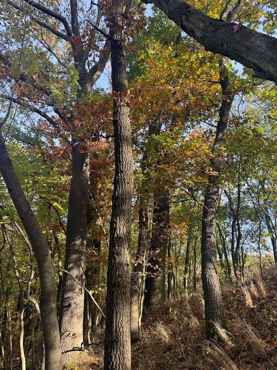 Prodej lesa 12606 m² – fotografie 3