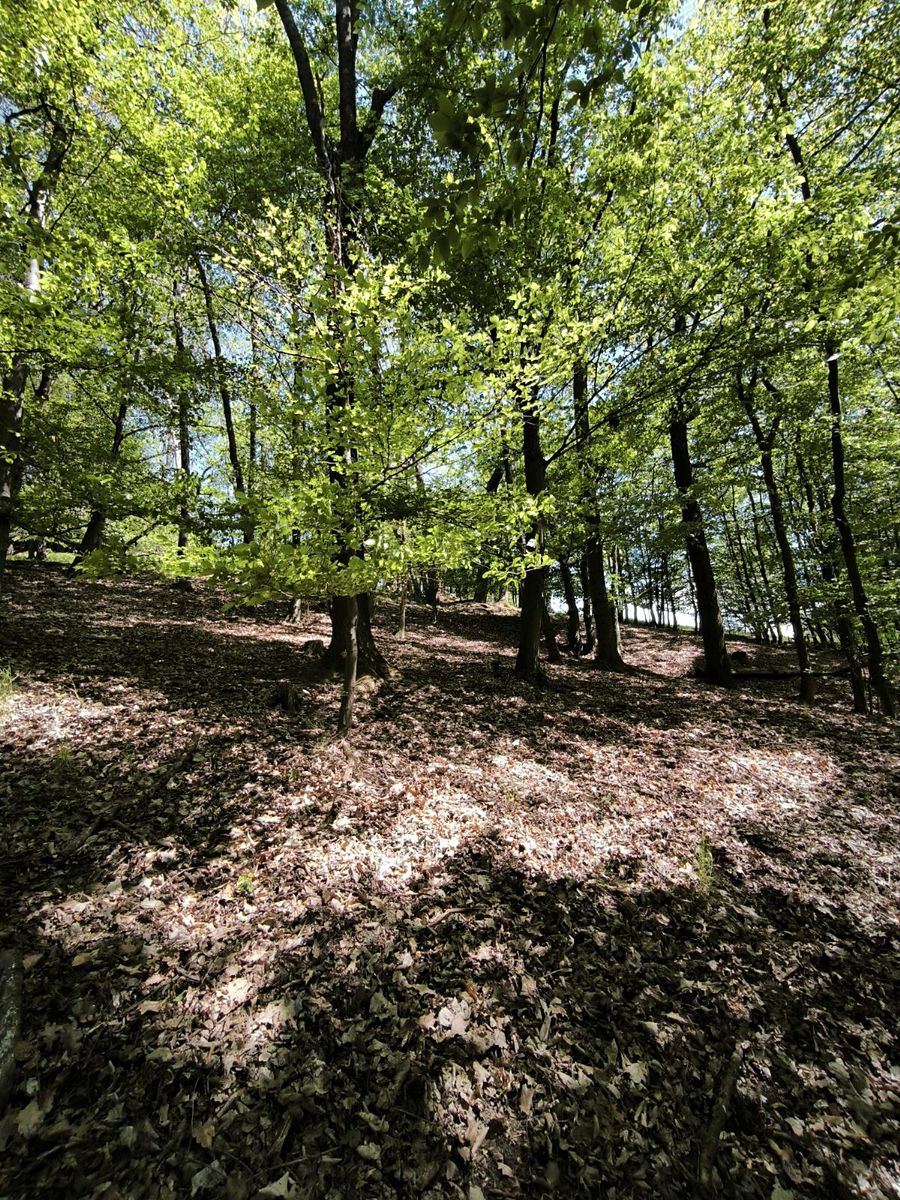 Prodej lesa 1410 m²