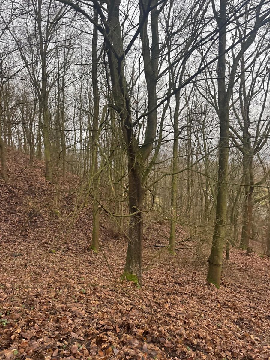 Prodej lesa 36788 m² – fotografie 5