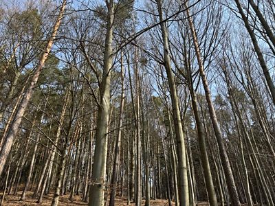 Prodej lesa 36947 m²